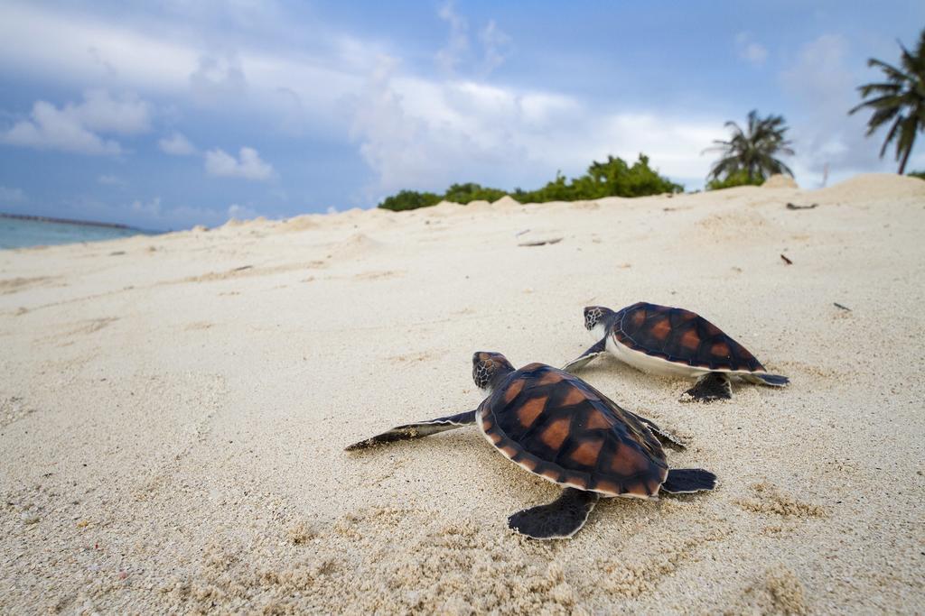 Tropic Tree Maldives Hotel Gulhi Exterior photo